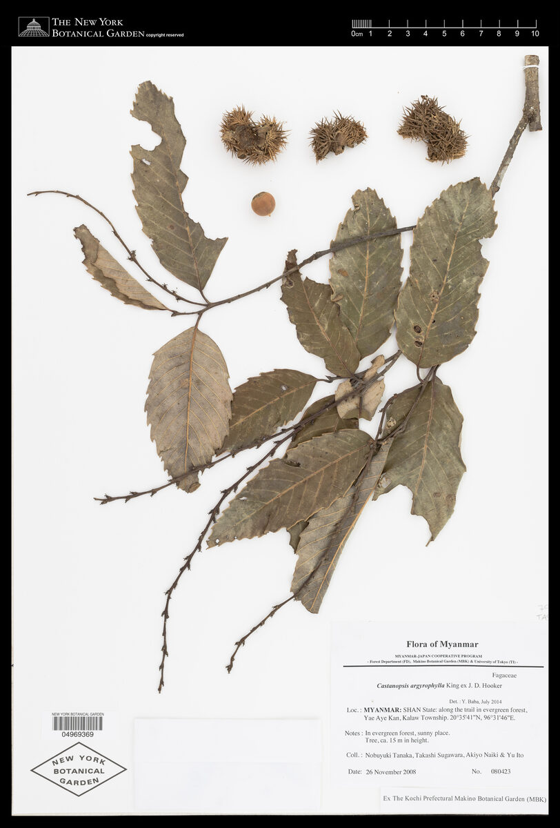 Castanopsis argyrophylla (Gon chestnut) — photo