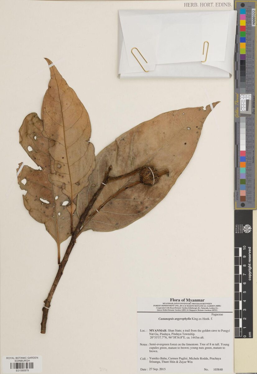 Castanopsis argyrophylla