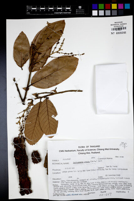 Castanopsis armata — photo