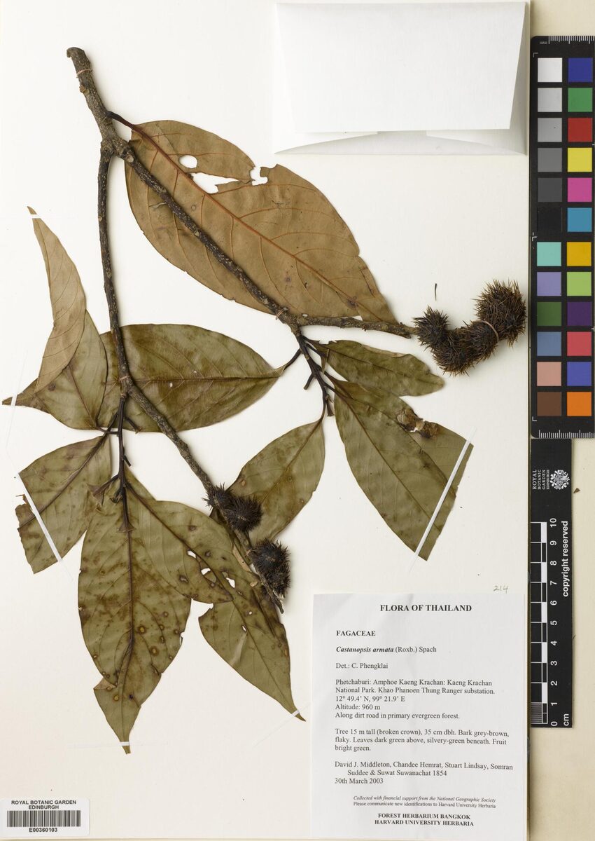 Castanopsis armata — photo