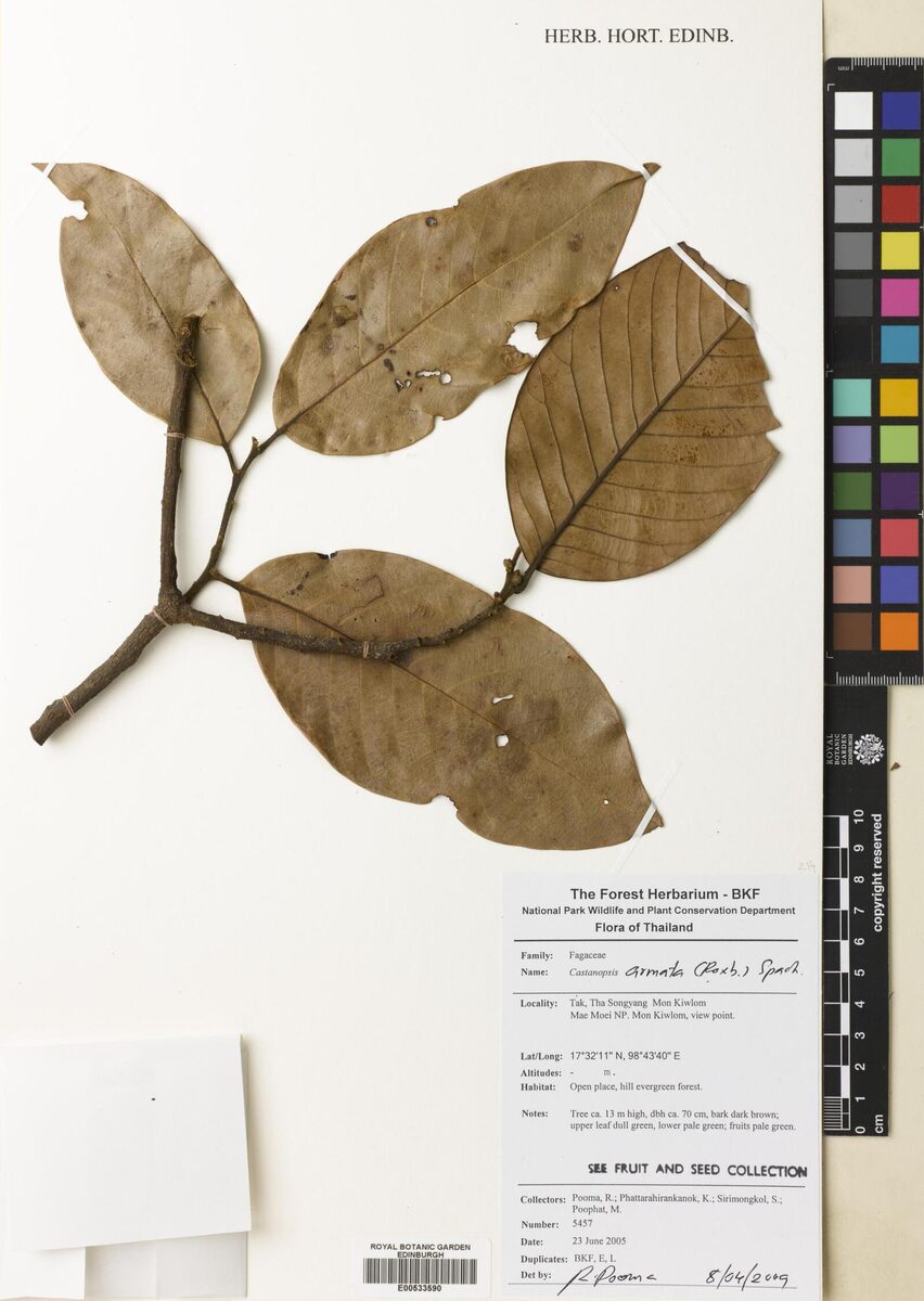 Castanopsis armata