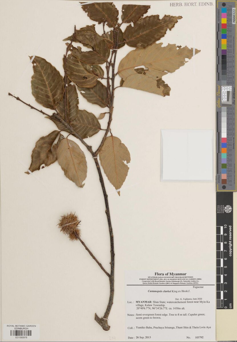 Castanopsis clarkei