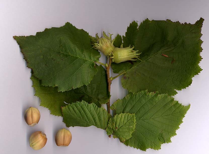 Castanopsis costata