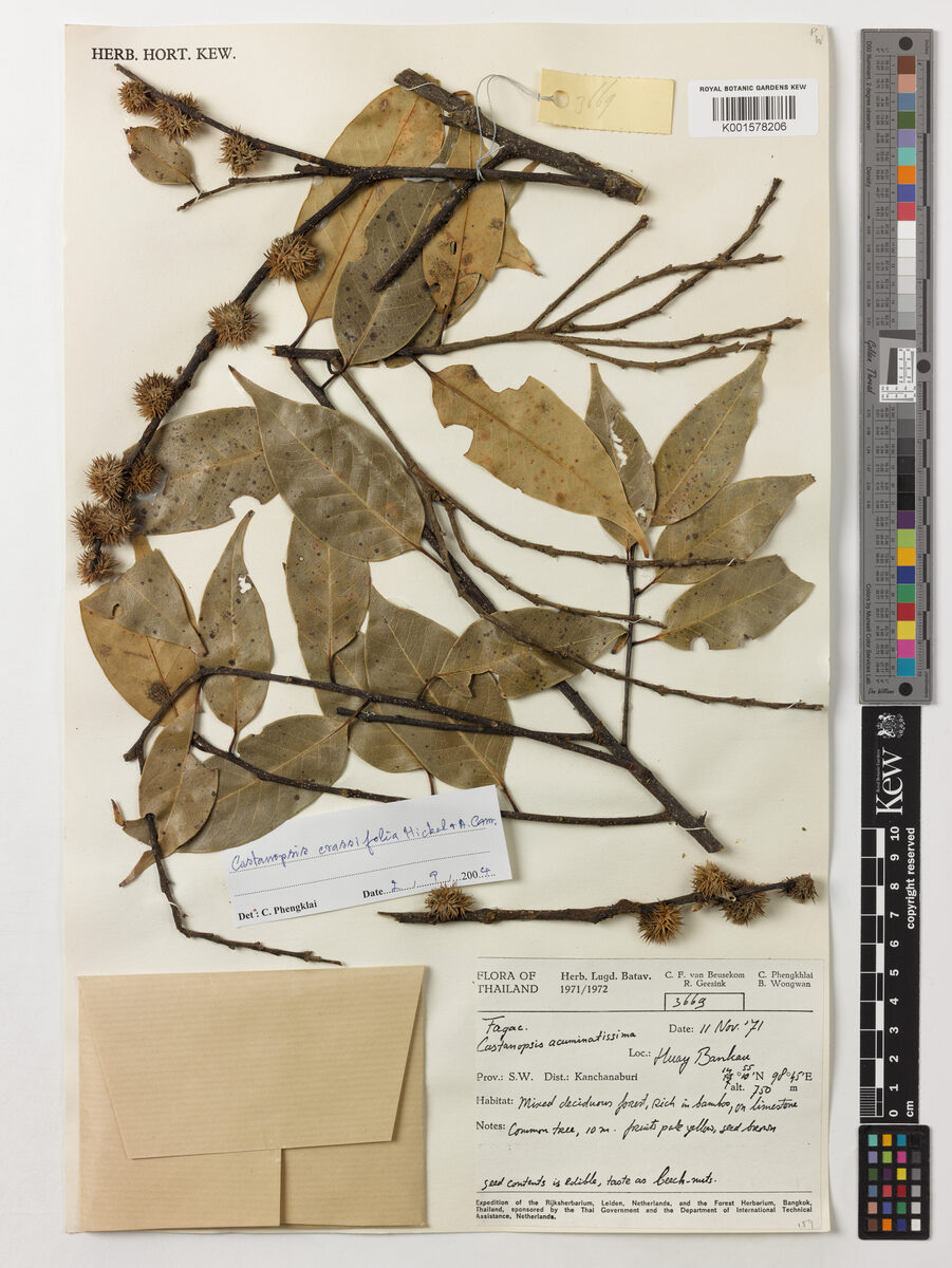 Castanopsis crassifolia — photo