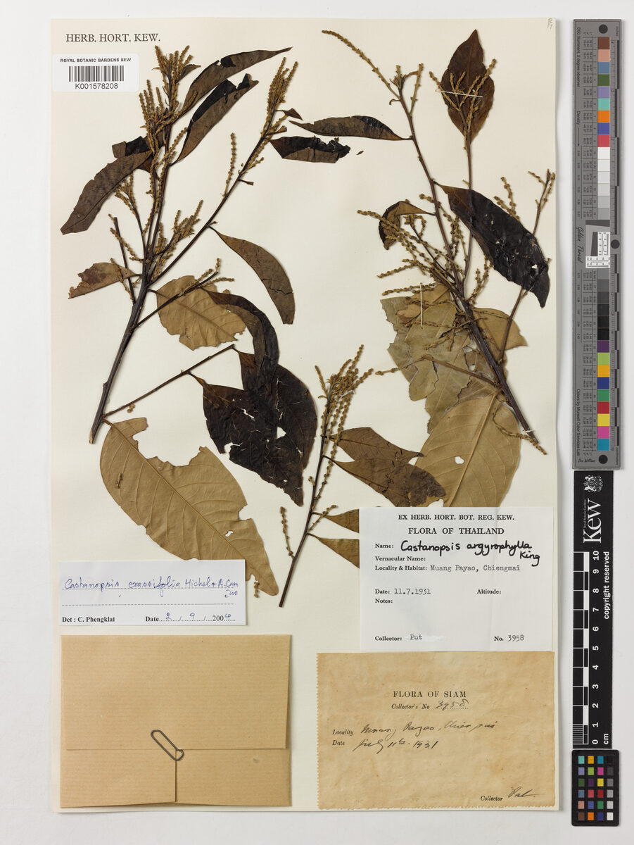 Castanopsis crassifolia — photo
