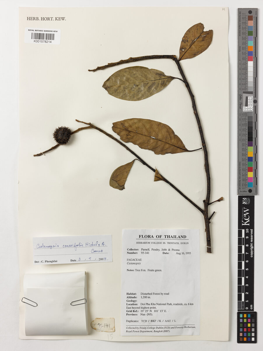Castanopsis crassifolia