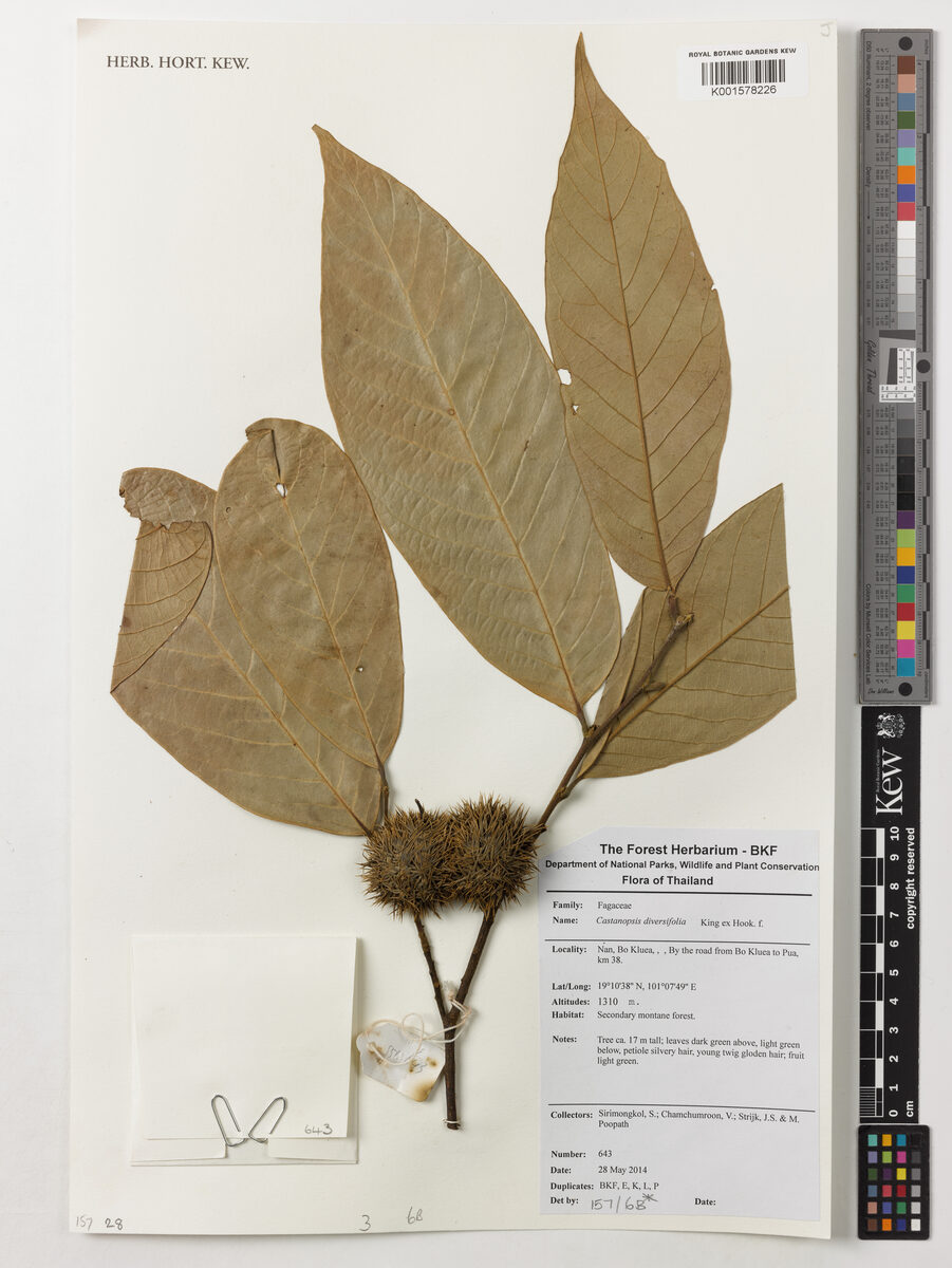 Castanopsis diversifolia