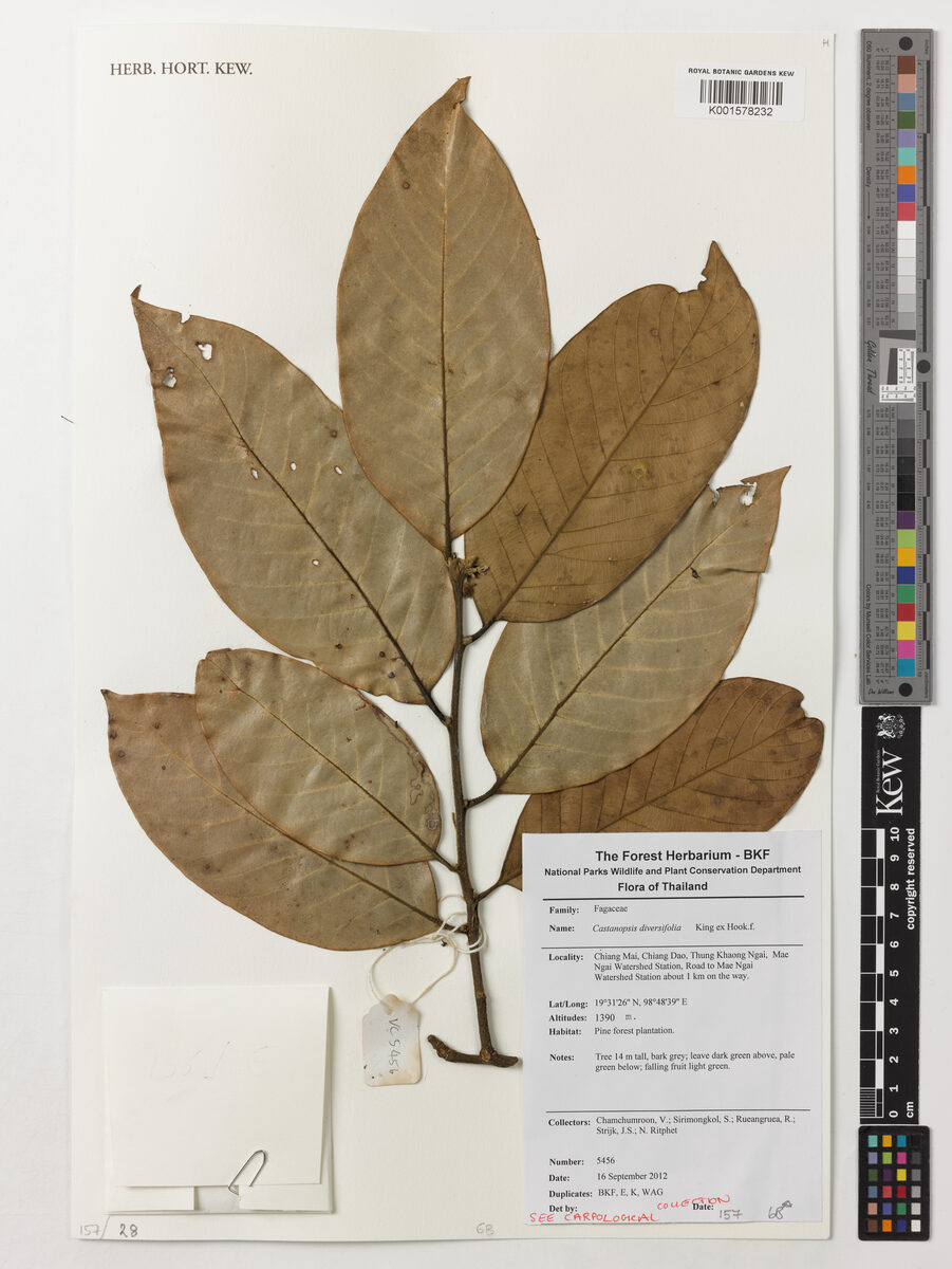 Castanopsis diversifolia — photo