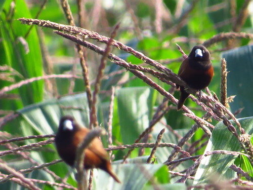 Castanopsis formosana (Taiwan chestnut) — photo