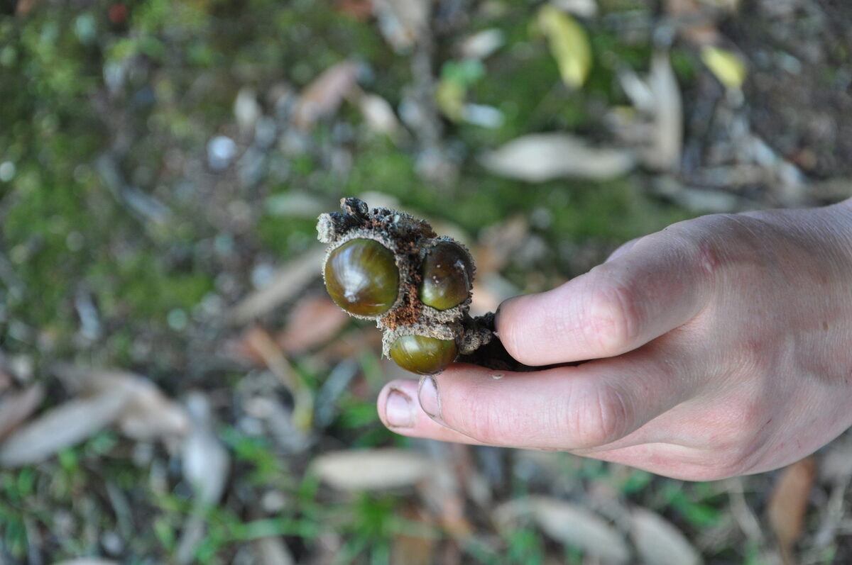 Castanopsis lecomtei (Ca oi sa pa) — photo