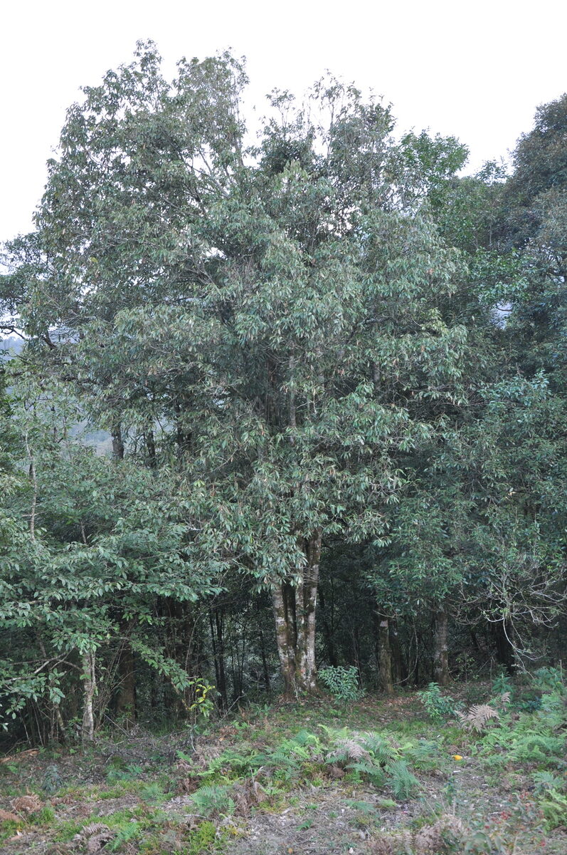 Castanopsis lecomtei (Ca oi sa pa) — photo