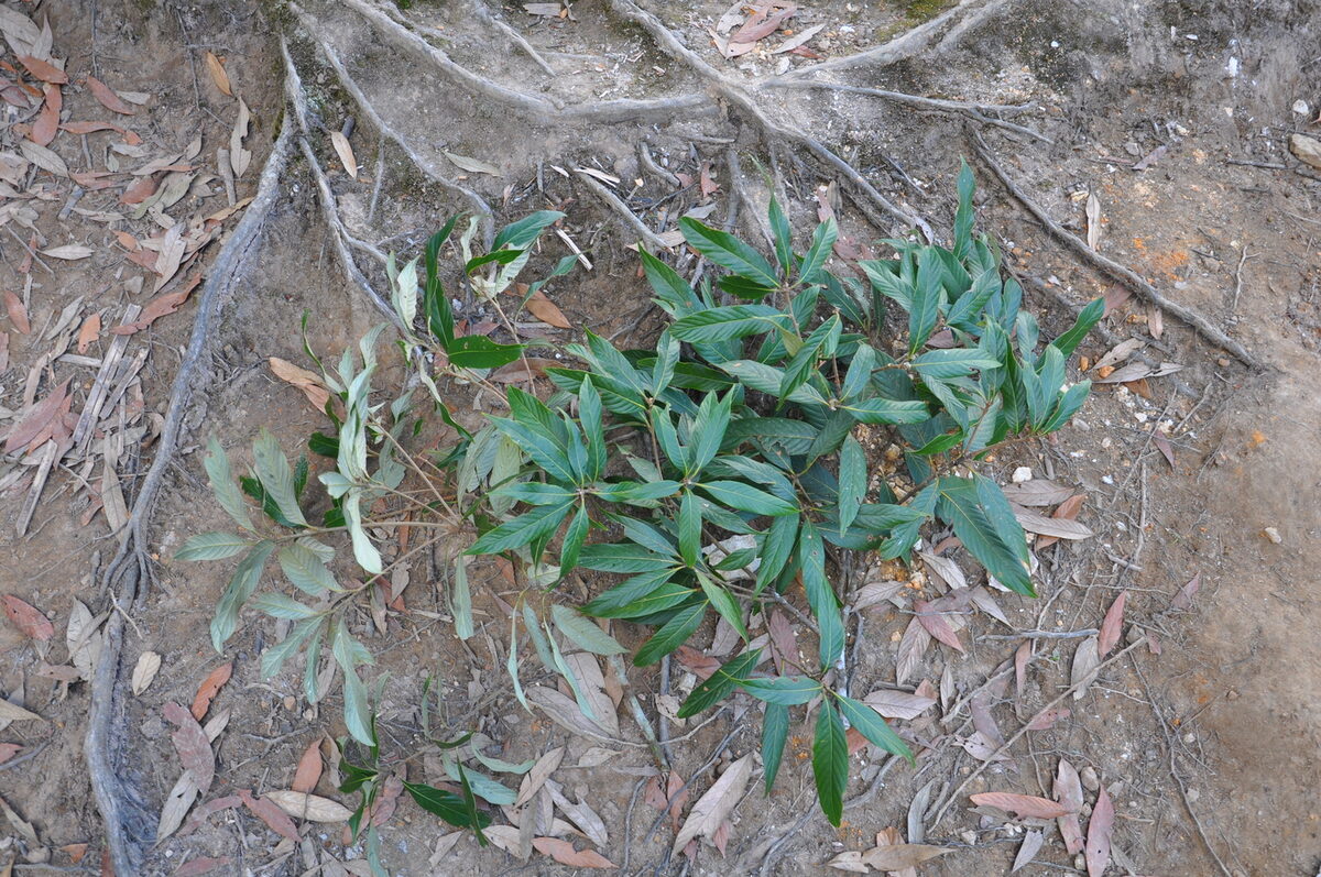 Castanopsis lecomtei