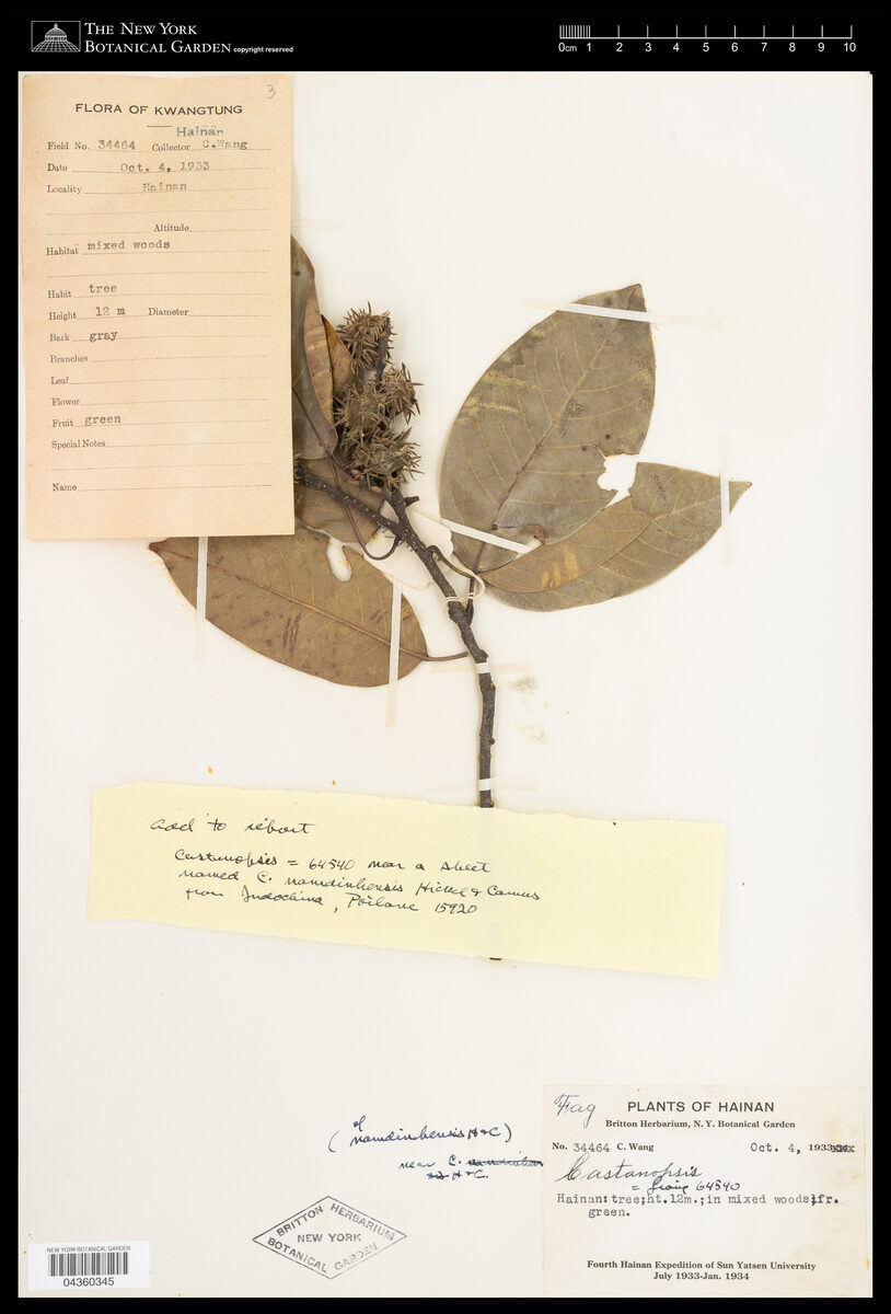 Castanopsis namdinhensis