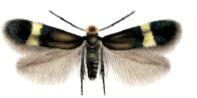 Castanopsis orthacantha