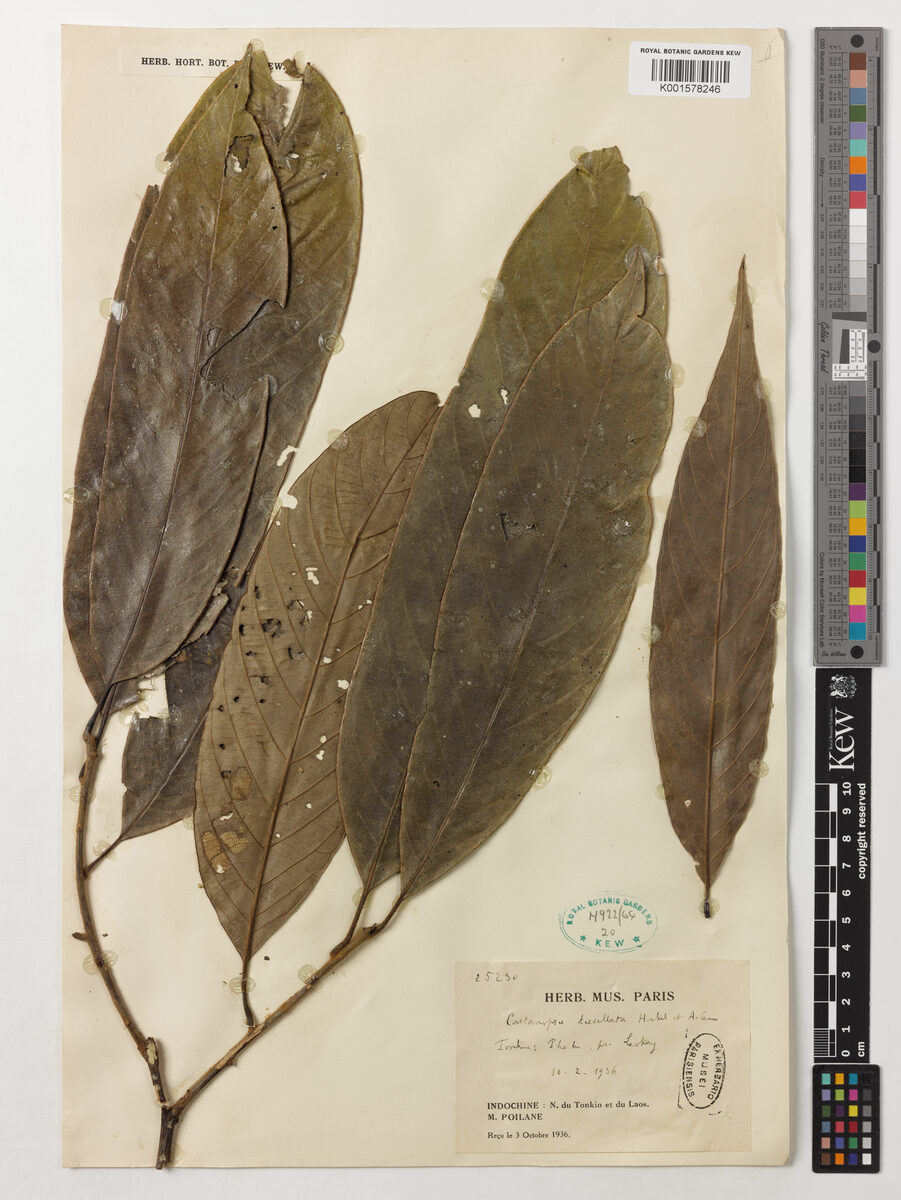 Castanopsis tessellata