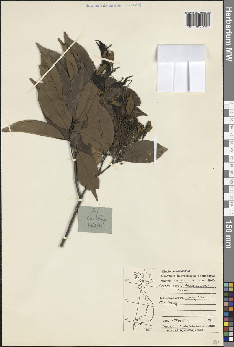 Castanopsis tonkinensis (Gong sun zhui) — photo
