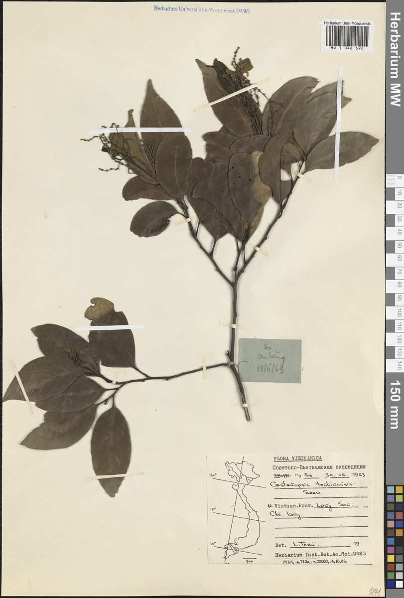 Castanopsis tonkinensis