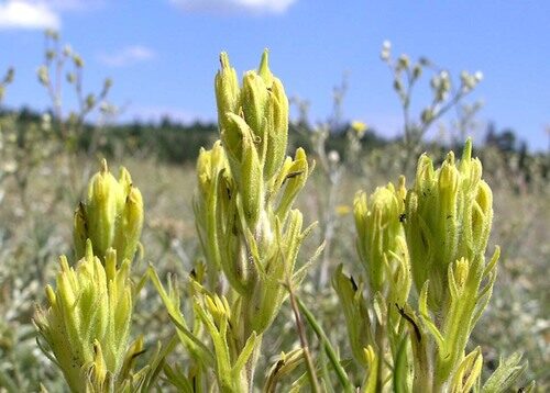 Castilleja lineata (Marsh-Meadow Paintbrush) — photo