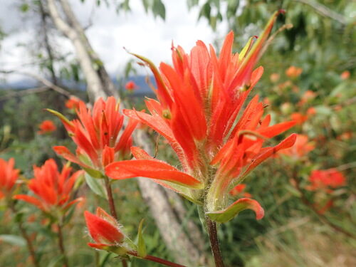 Castilleja miniata (Giant Red Paintbrush) — photo