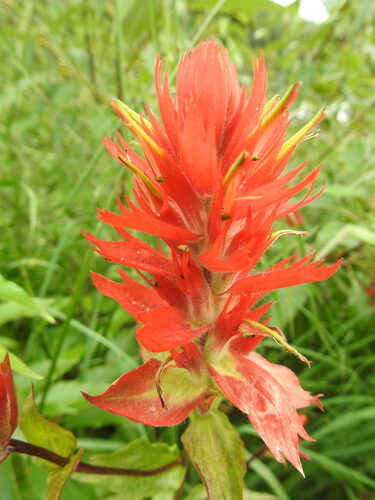 Castilleja miniata (Giant Red Paintbrush) — photo