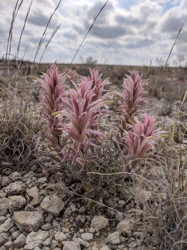 Castilleja sessiliflora (Downy Paintedcup) — photo
