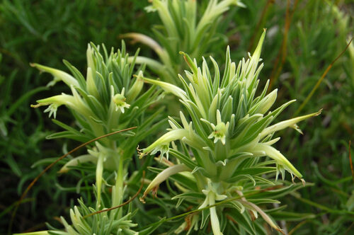 Castilleja sessiliflora (Downy Paintedcup) — photo