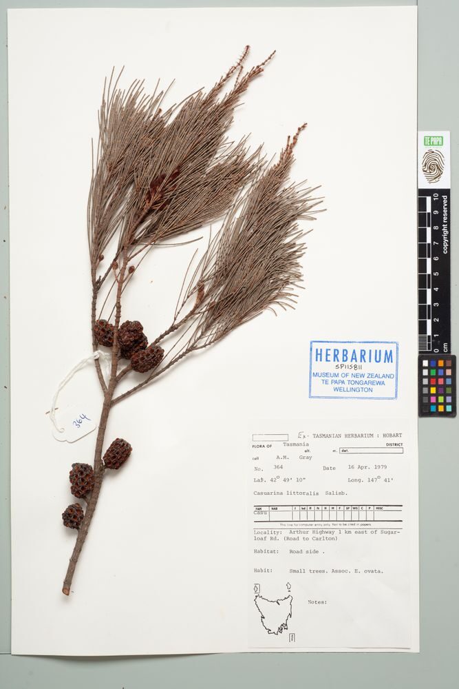 Casuarina littoralis - (Salisb.) L.A.S.Johnson (Black She Oak) — photo
