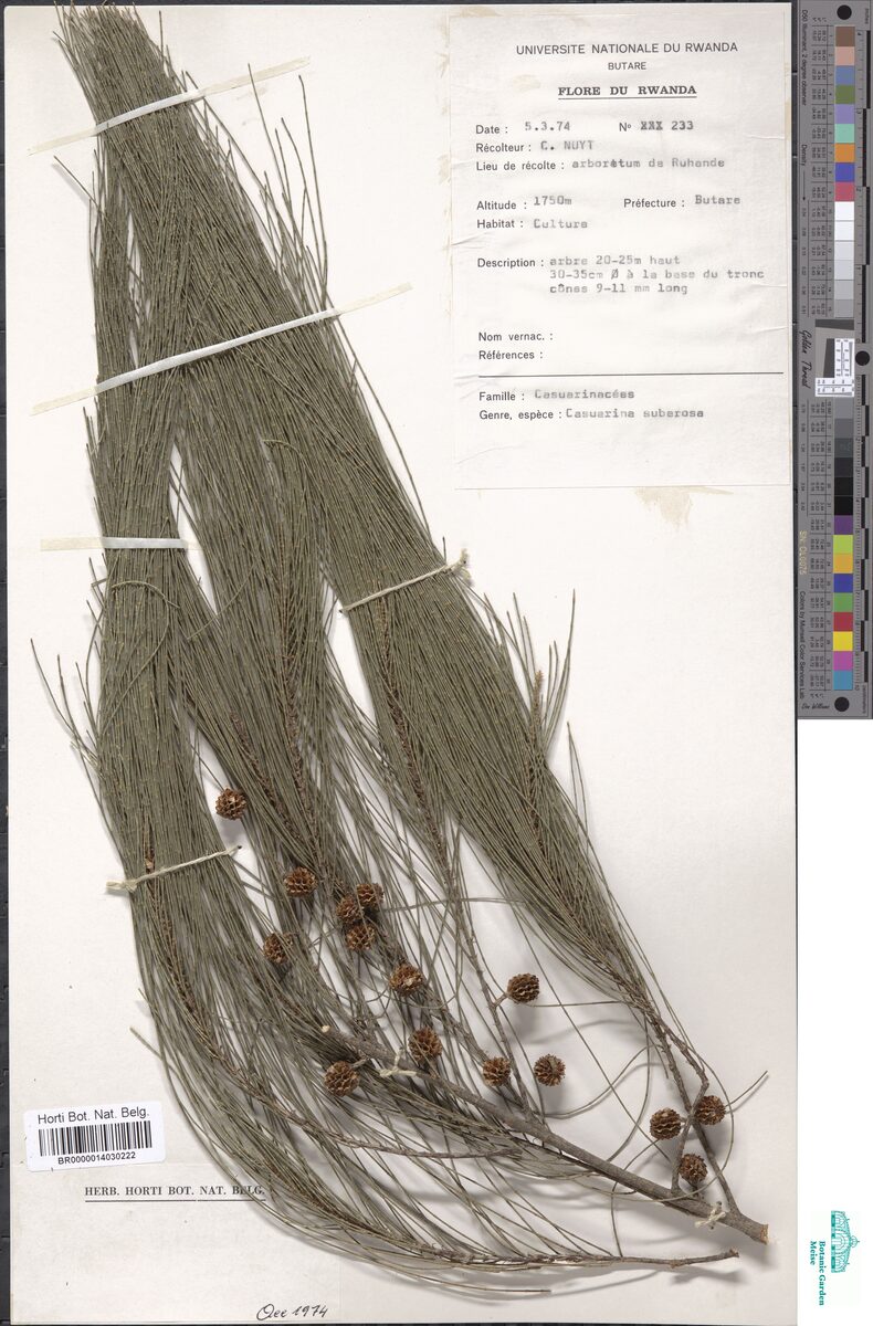 Casuarina littoralis - (Salisb.) L.A.S.Johnson (Black She Oak) — photo