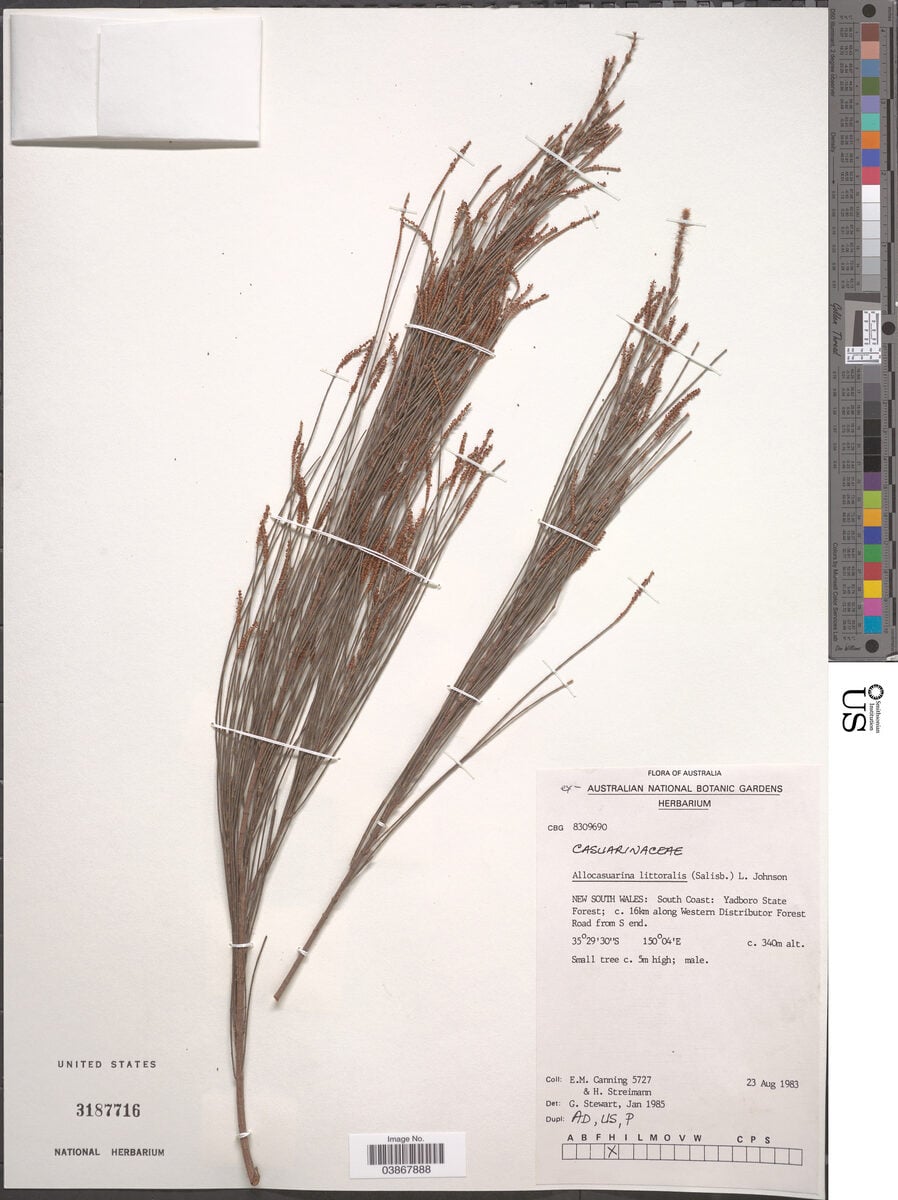 Casuarina littoralis - (Salisb.) L.A.S.Johnson