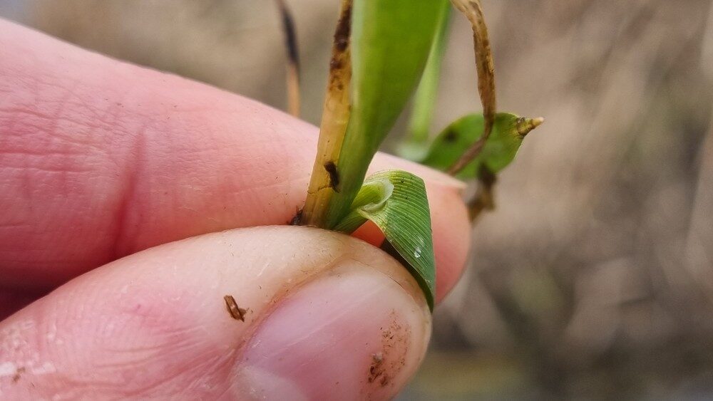 Catabrosa aquatica - (L.)Beauv. (Water WhirlGrass) — photo