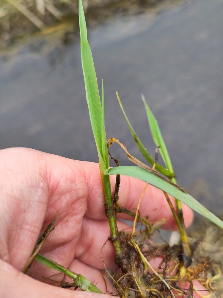 Catabrosa aquatica - (L.)Beauv. (Water WhirlGrass) — photo