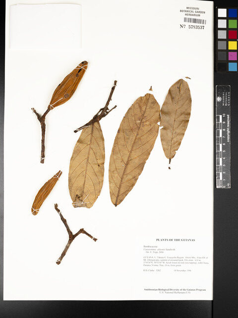Catostemma altsonii (Sand baromalli) — photo