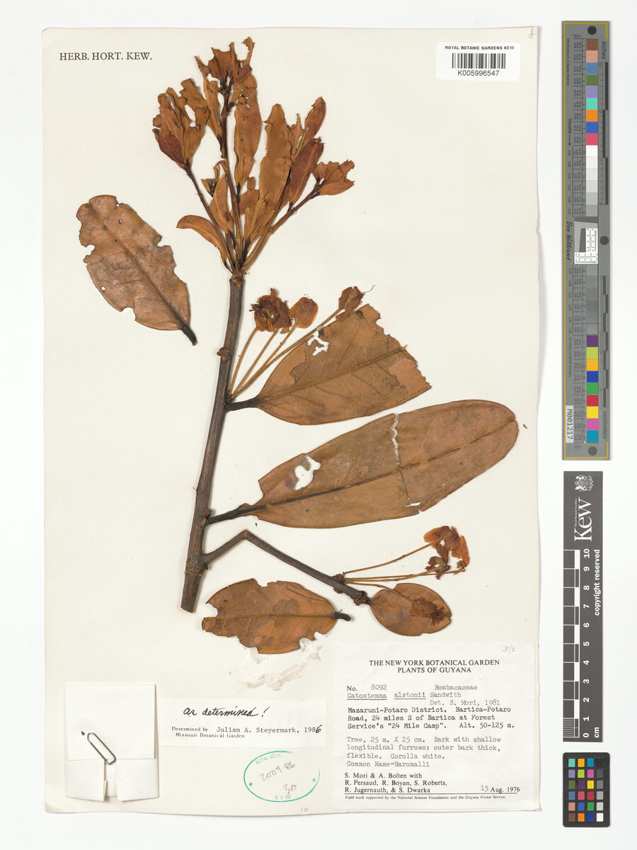 Catostemma altsonii (Sand baromalli) — photo
