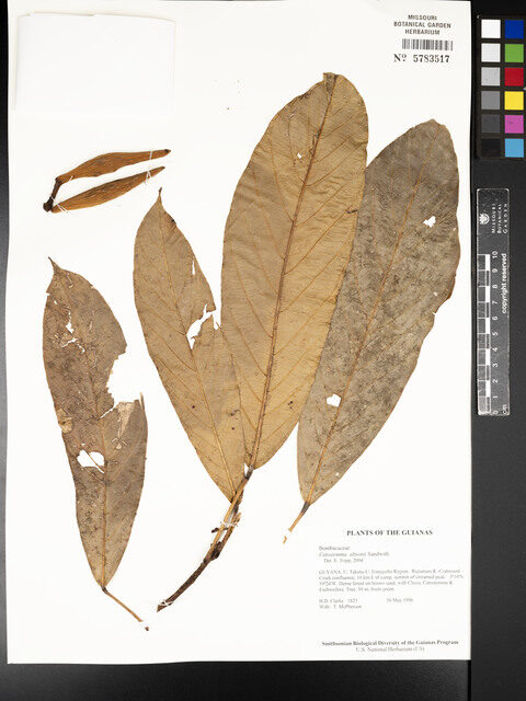 Catostemma altsonii