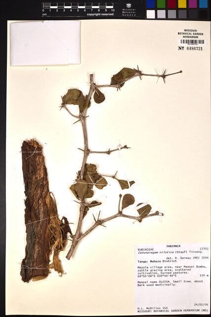 Catunaregam nilotica