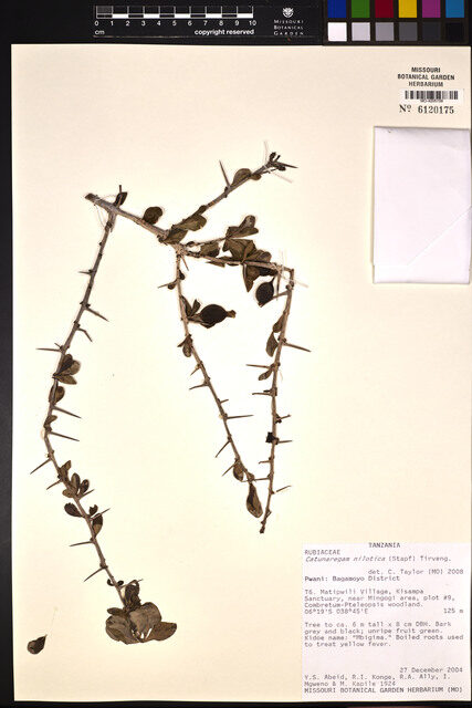 Catunaregam nilotica — photo