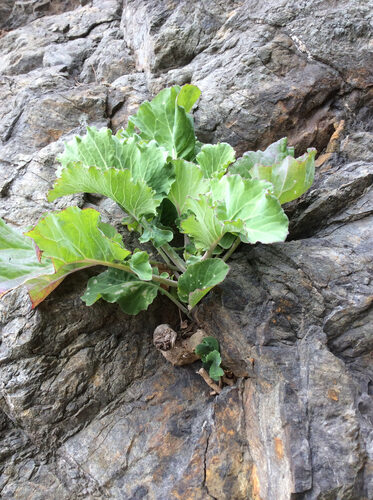 Caulanthus crassicaulis (Wild cabbage) — photo