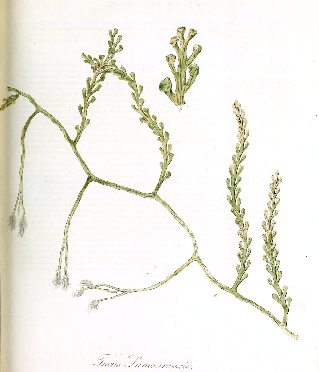 Caulerpa lamourouxii