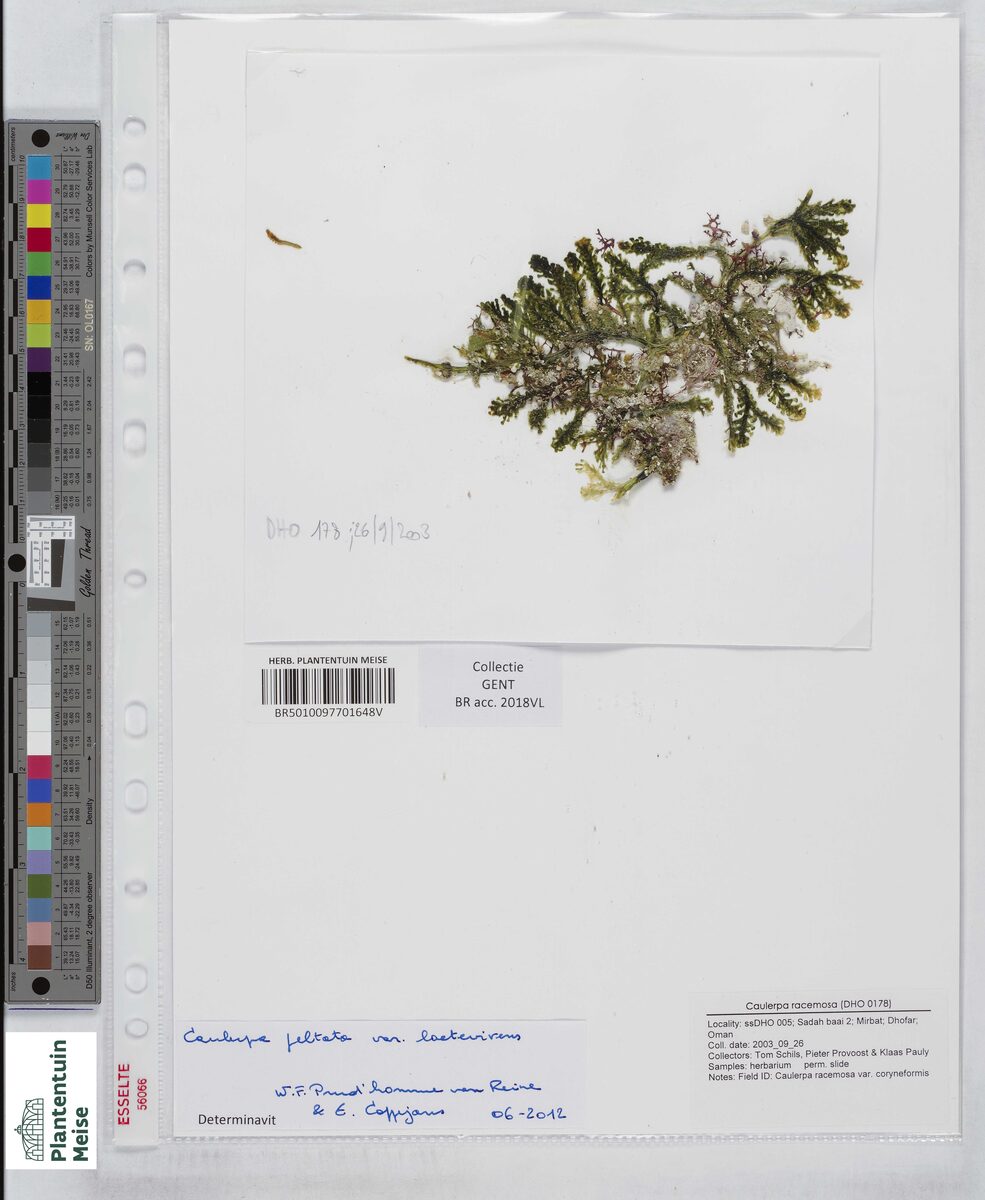Caulerpa racemosa var. laetevirens — photo