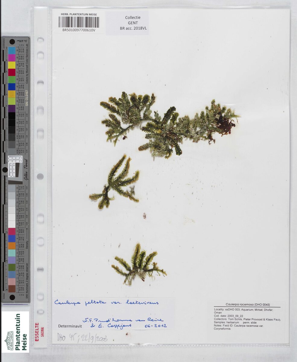 Caulerpa racemosa var. laetevirens — photo