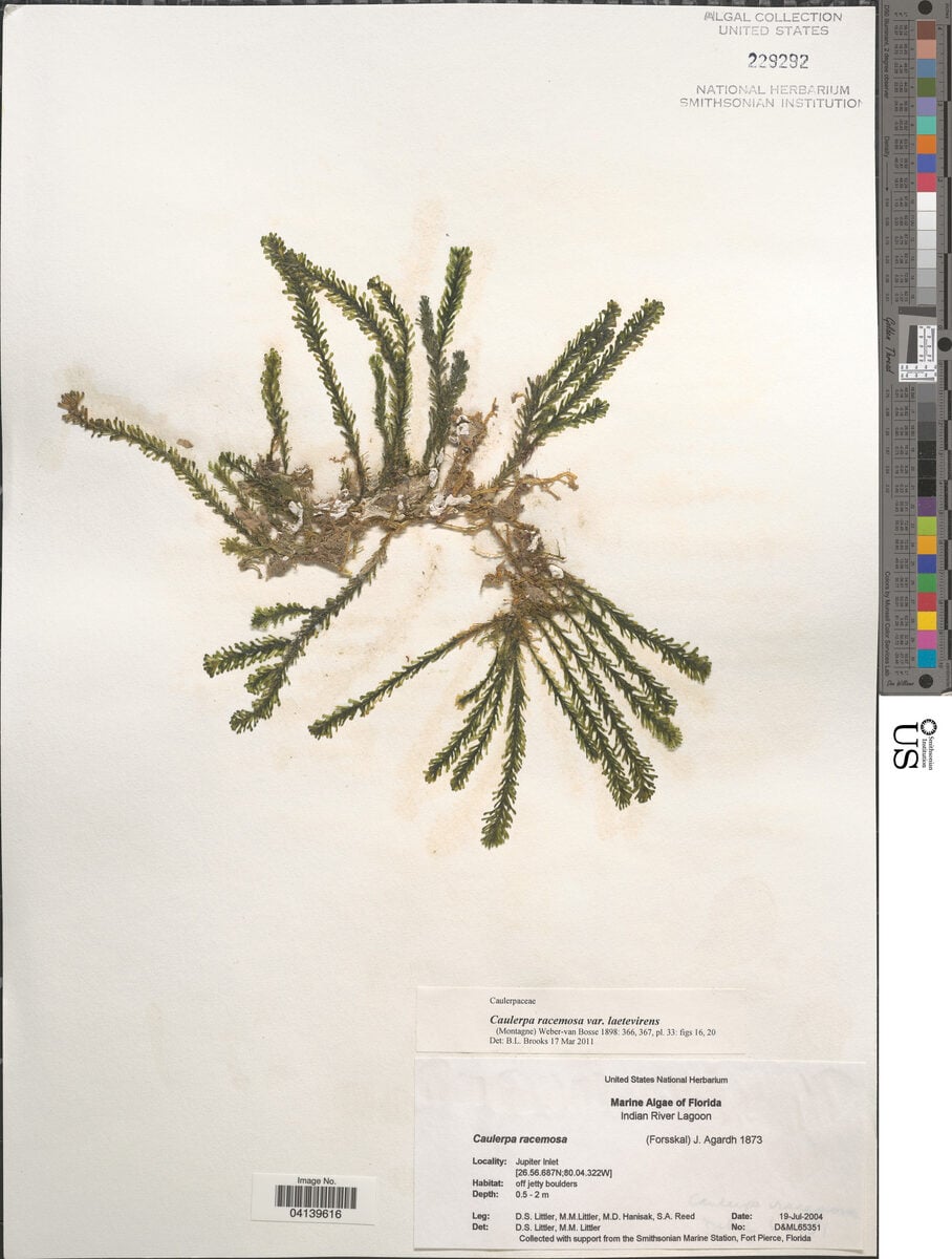 Caulerpa racemosa var. laetevirens