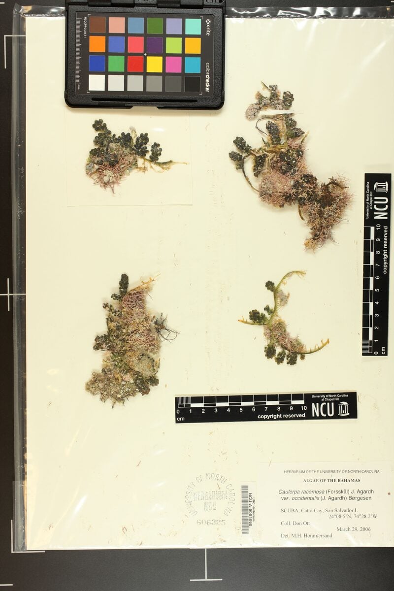 Caulerpa racemosa var. occidentalis — photo