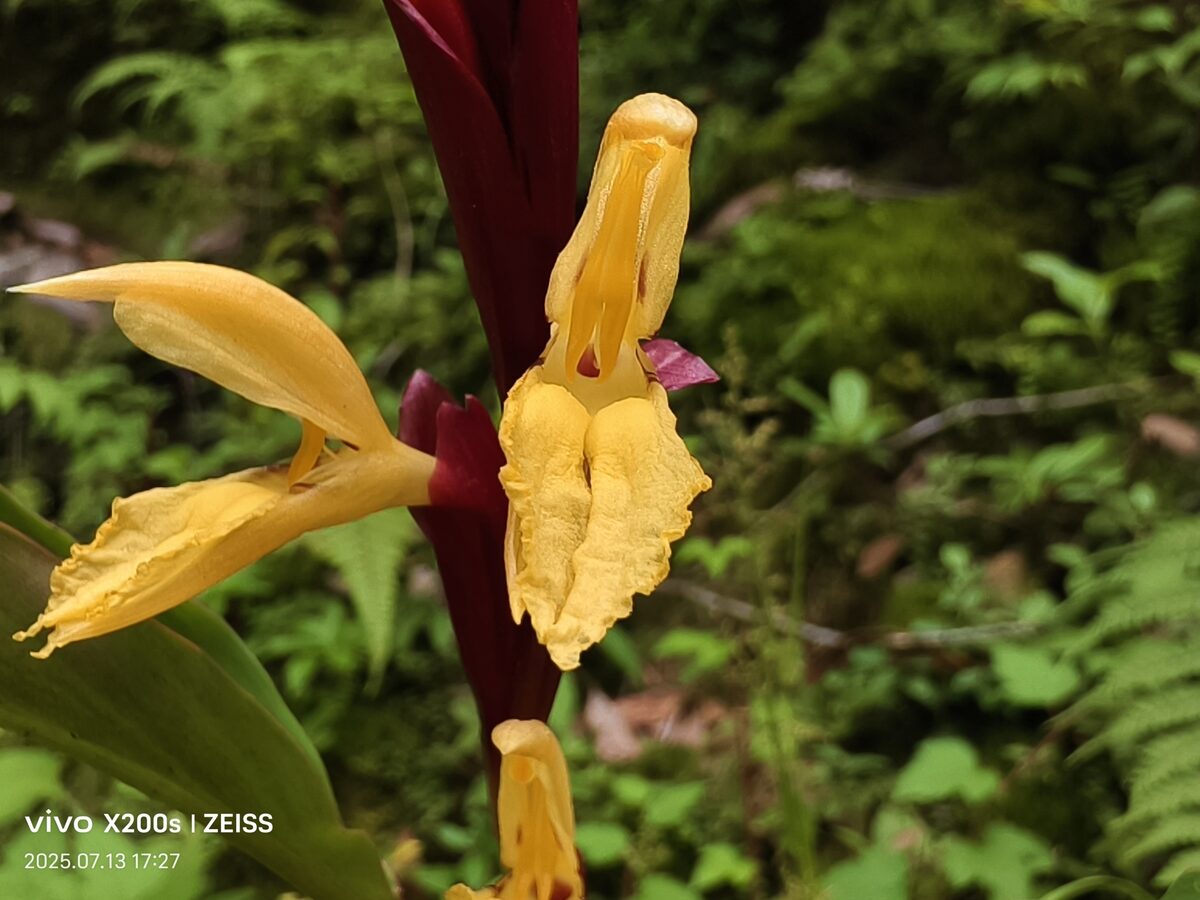 Cautleya spicata - (J.M.Sm.)Bak. — photo