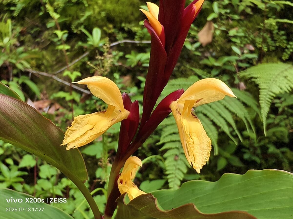 Cautleya spicata - (J.M.Sm.)Bak. — photo