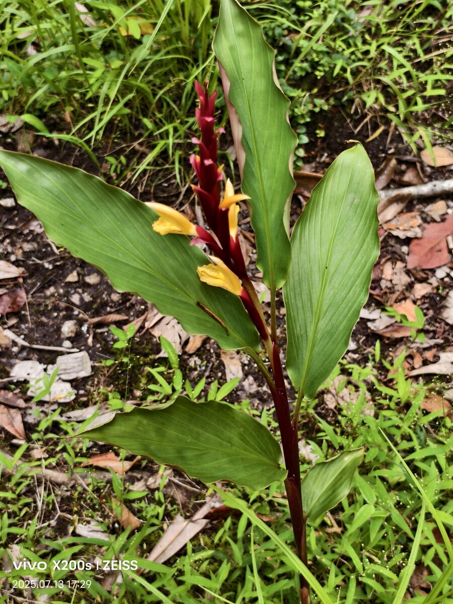 Cautleya spicata - (J.M.Sm.)Bak.