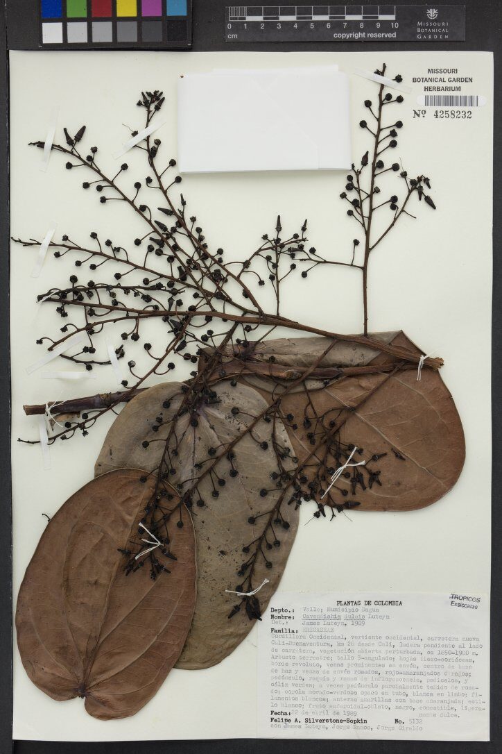 Cavendishia dulcis