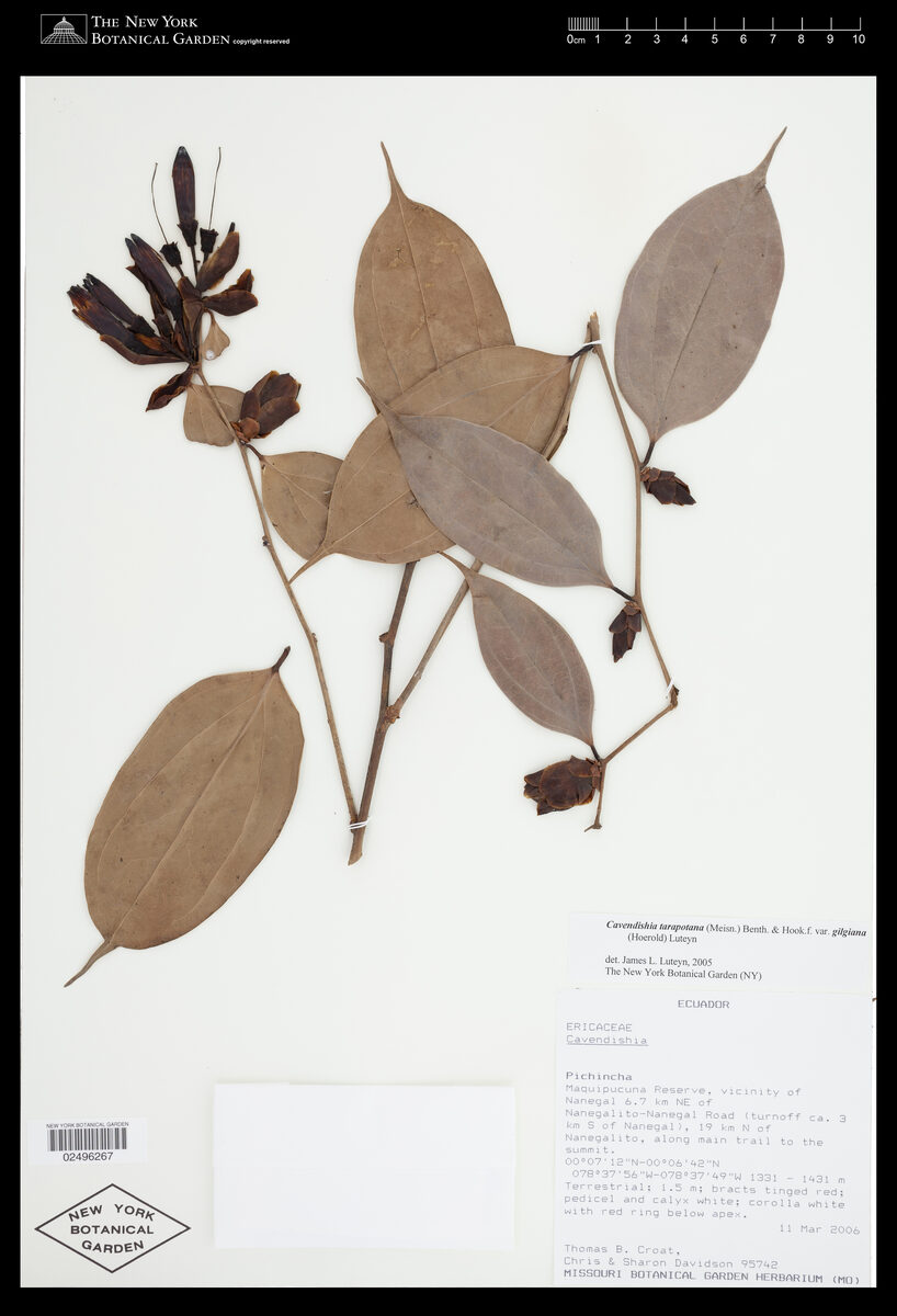 Cavendishia tarapotana var. gilgiana (Espelma) — photo