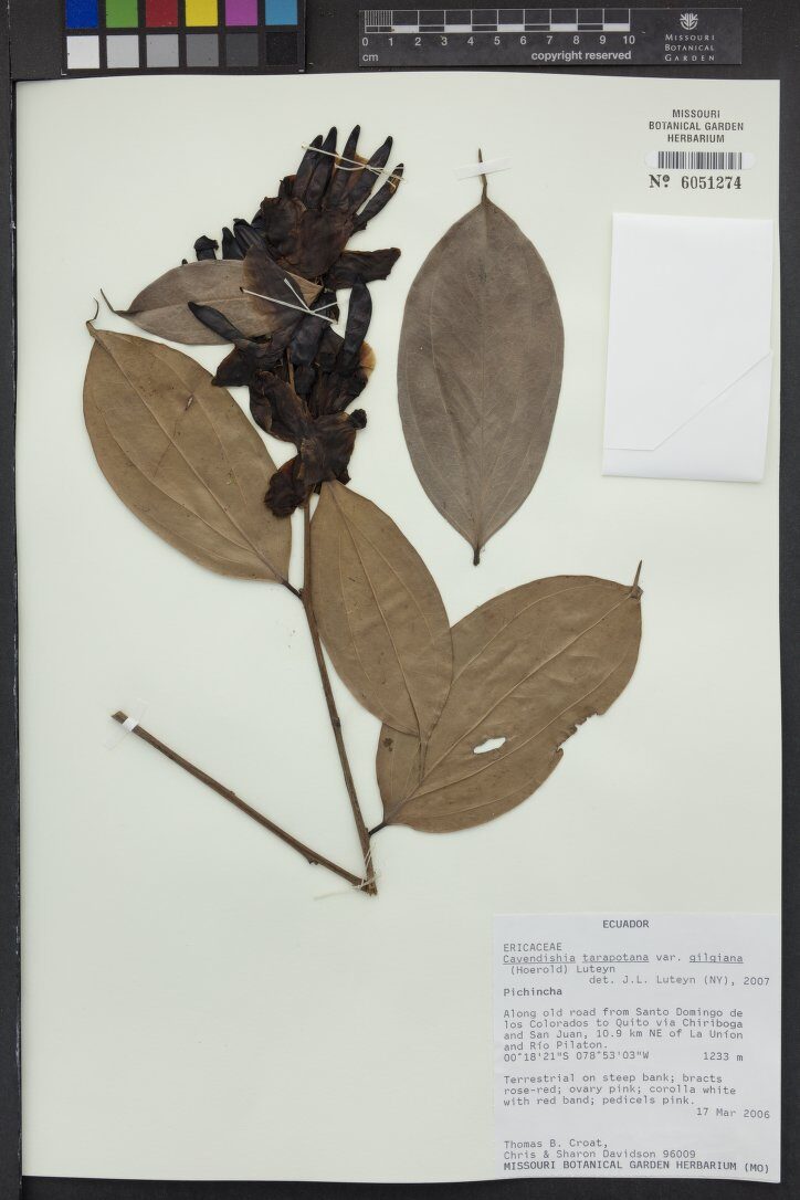 Cavendishia tarapotana var. gilgiana (Espelma) — photo