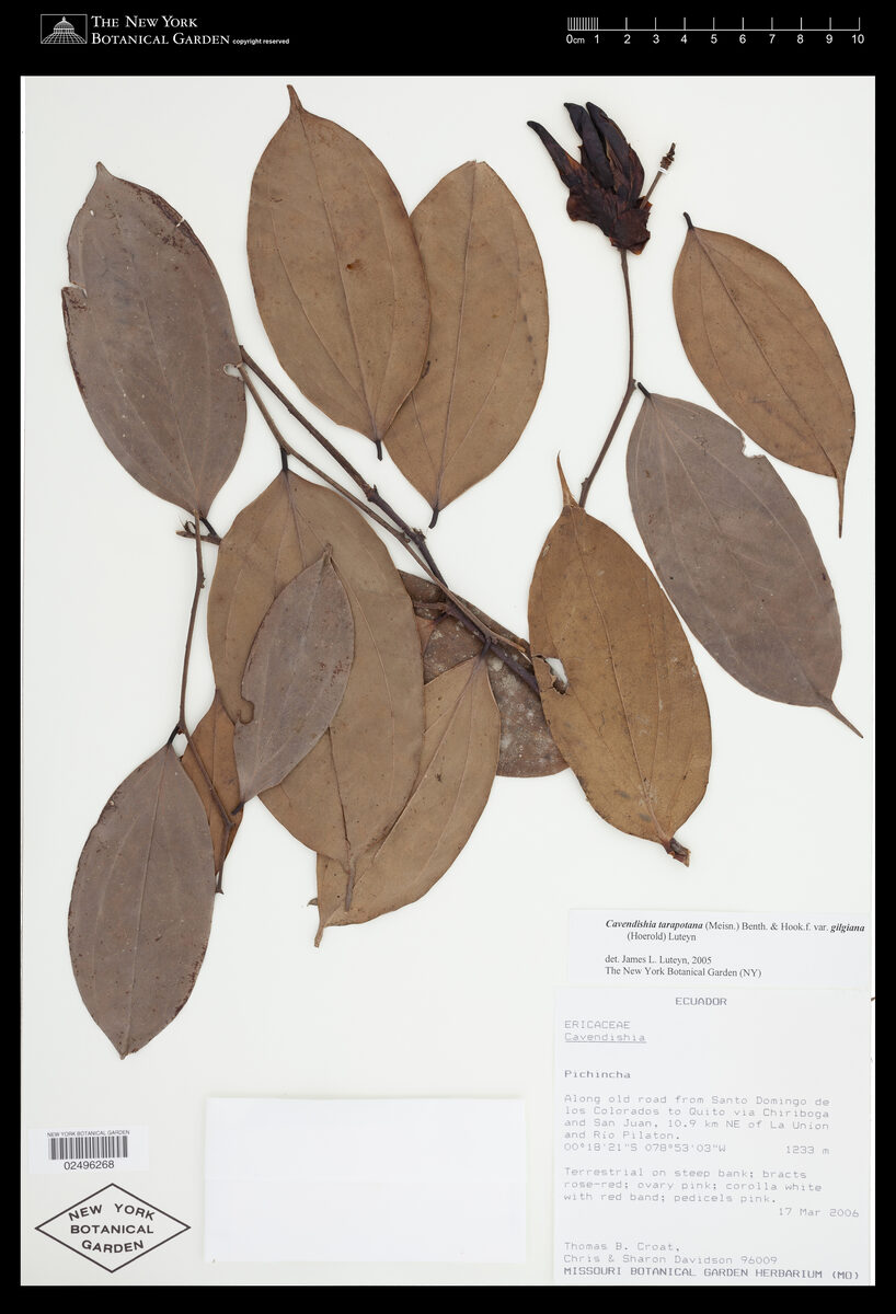 Cavendishia tarapotana var. gilgiana
