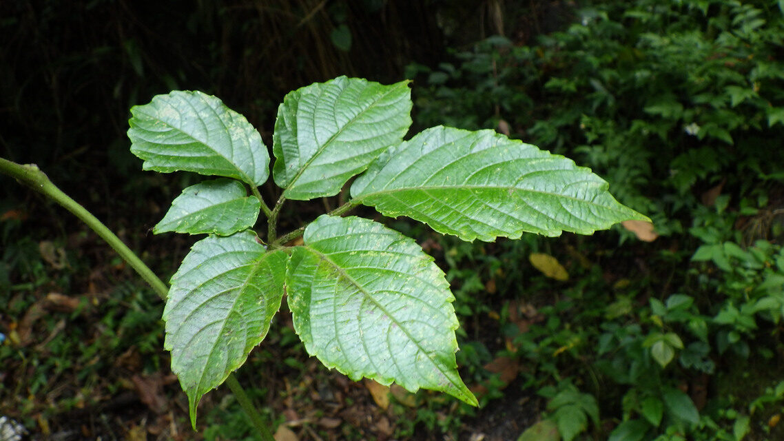 Cayratia debilis — photo